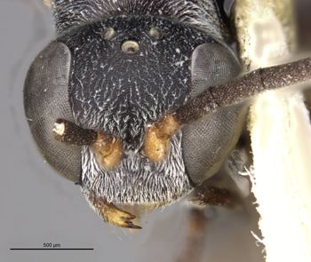 Media type: image;   Entomology 26776 Aspect: head frontal view